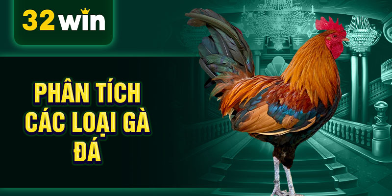 Phân tích các loại gà đá
